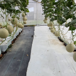 Pengeluaran Rock Melon Secara Fertigasi (Autopot)