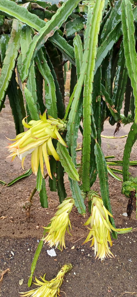 Fenologi Pokok Buah Naga: Dari Fasa Vegetatif hingga Penuaian Fenologi Pokok Buah Naga: Dari Fasa Vegetatif hingga Penuaian