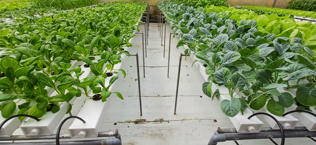 Penanaman Sayuran Menggunakan Sistem NFT (Nutrient Film Technique)
