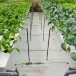 Penanaman Sayuran Menggunakan Sistem NFT (Nutrient Film Technique)