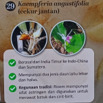 Cekur Jantan