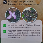 Cekur Hitam @ Cekur Mas