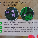 Cekur Batik
