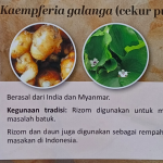 Cekur Putih