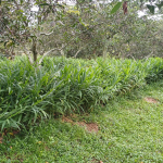 Tanaman Integrasi Halia dengan Pokok Mangga