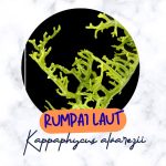 RUMPAI LAUT