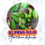 belimbing buloh