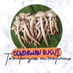 cendawan busut