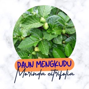 daun mengkudu