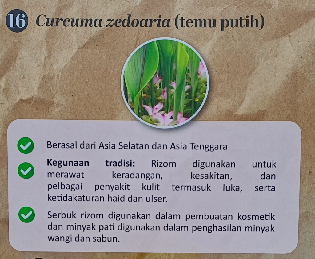 Temu Putih