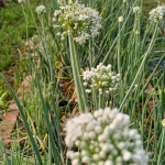 Keindahan dan Kepentingan Bunga Bawang