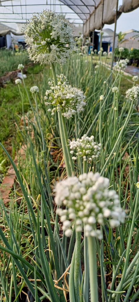 Keindahan dan Kepentingan Bunga Bawang Keindahan dan Kepentingan Bunga Bawang