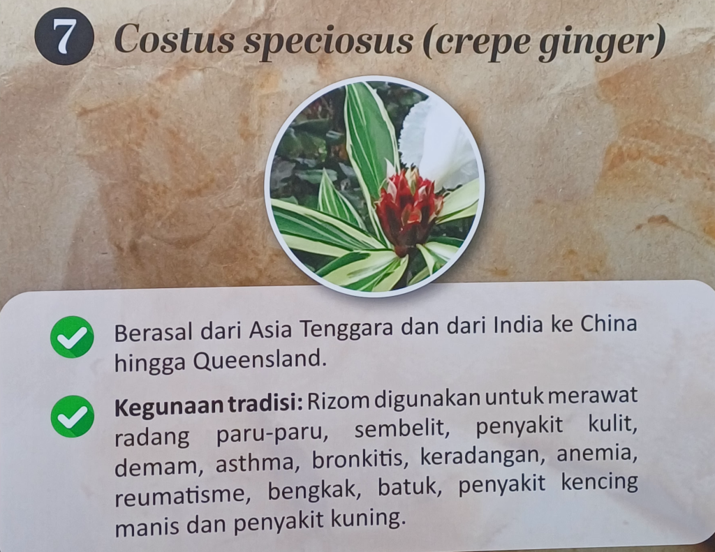 Costus speciosus
