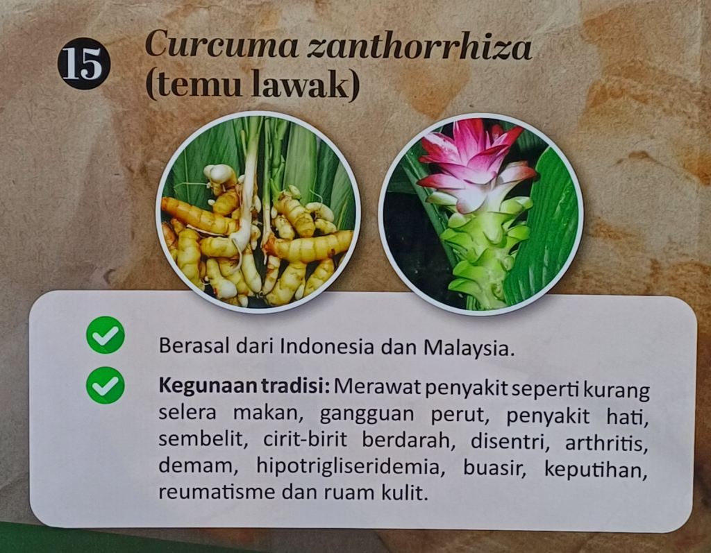 Temulawak Temulawak