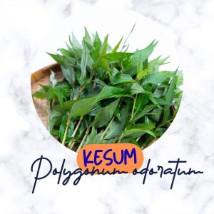 kesum