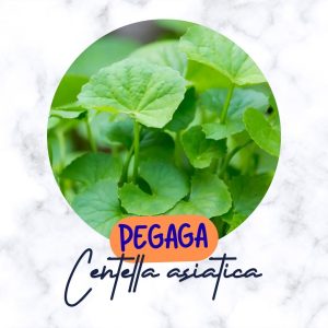 pegaga