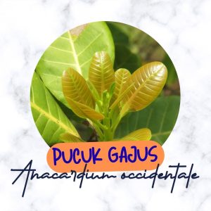 pucuk gajus