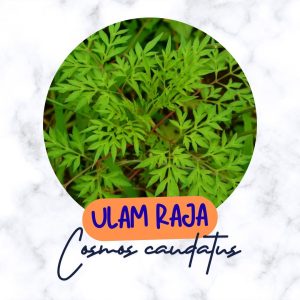 ulam raja