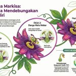 RTahap Kemanisan Buah-buahan Tempatan (6)