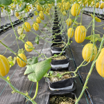 Tanaman Melon Menggunakan Sistem Autopot image