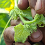 Pemeriksaan Pucuk Muda Melon bagi Pengesanan Awal Serangan Perosak image