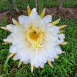 Morfologi Bunga dan Proses Pendebungaan Pitaya image