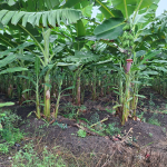 Pengurusan Kanopi dan Pengeluaran Tandan Pisang di Ladang image