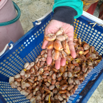 Pengasingan dan Penyediaan Biji Nangka sebagai Bahan Tanaman image