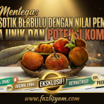 Buah Mentega: Buah Eksotik Berbulu dengan Nilai Pemakanan, Aroma Unik dan Potensi Komersial