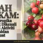 Buah Rukam: Buah Tropika Kurang Dikenali dengan Aktiviti Antioksidan yang Kuat