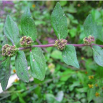 Ara Tanah (Euphorbia hirta): Ciri Morfologi, Habitat dan Kegunaan Tradisional image
