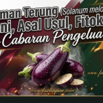 Tanaman Terung (Solanum melongena): Botani, Asal Usul, Fitokimia dan Cabaran Pengeluaran
