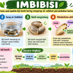 Imbibisi: Langkah Pertama Biji Benih Menuju Percambahan image