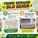 Teknik Semaian Biji Benih Rock Melon: Dari Rendaman Hingga Radikel Keluar image