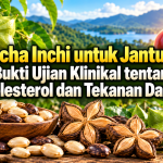Sacha Inchi untuk Jantung: Bukti Ujian Klinikal tentang Kolesterol dan Tekanan Darah 01cf5ed2
