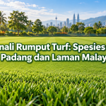 Mengenali Rumput Turf: Spesies Utama di Padang dan Laman Malaysia 8cc93248
