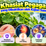 Pegaga, Kebimbangan dan Kemurungan: Apa Kata Kajian? 970a0dd8