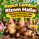 Reput Lembut Rizom Halia: Kenapa Berlaku dan Cara Mencegahnya image