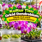 Kultur Tisu Orkid Dendrobium: Teknik PLB untuk Pembiakan Besar-besaran image
