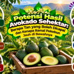 Potensi Hasil Avokado Sehektar: Berapa Tan yang Boleh Dicapai dan Kenapa Ramai Pekebun Jauh di Bawahnya image