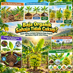 Baja Organik Sahaja Tidak Cukup? Bukti Kajian tentang Campuran Baja Organik dan Bukan Organik untuk Pisang